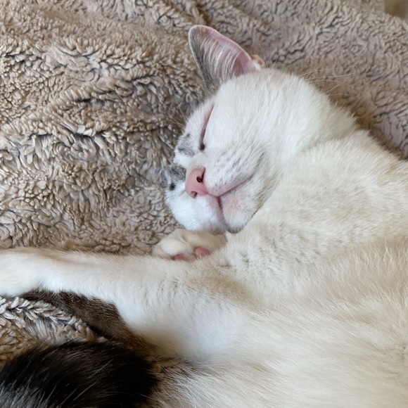 Meet your Posher, Cassandra - Picture 4 of 7